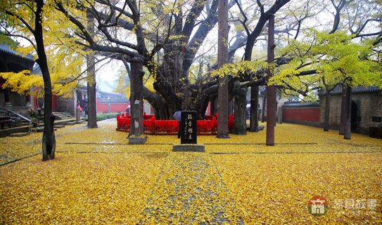 葉落鋪滿定林寺，猶如黃金地毯 （大眾網(wǎng)記者 張希嘉 攝）