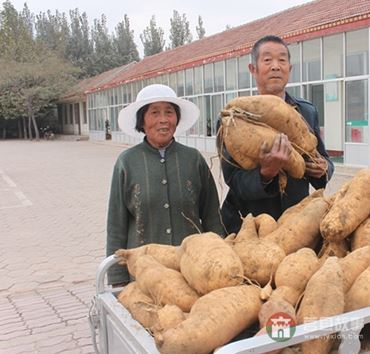 史同海、孫成菊夫婦與他們的地瓜