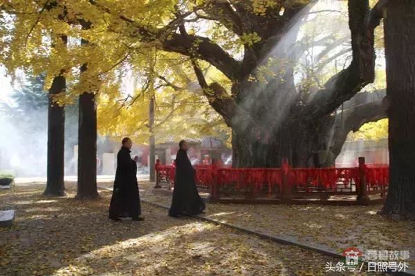 一個傳說故事，保護了莒縣千年銀杏到現(xiàn)在！
