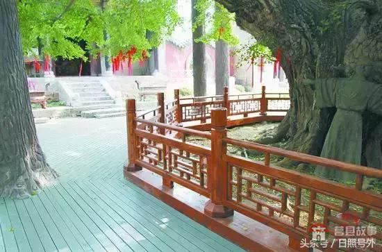 一個傳說故事，保護了莒縣千年銀杏到現(xiàn)在！