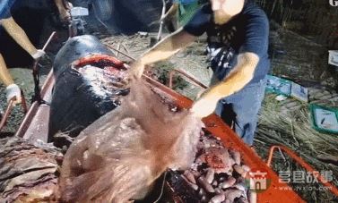 “逼瘋”上海人的垃圾分類背后，藏著中國人不知道的殘忍真相